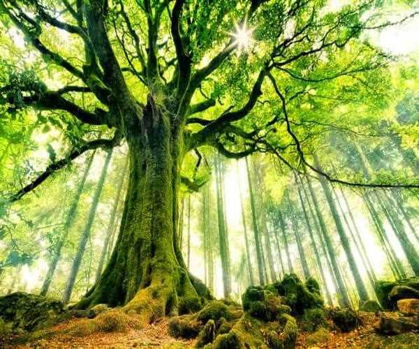 What is the national tree of india?