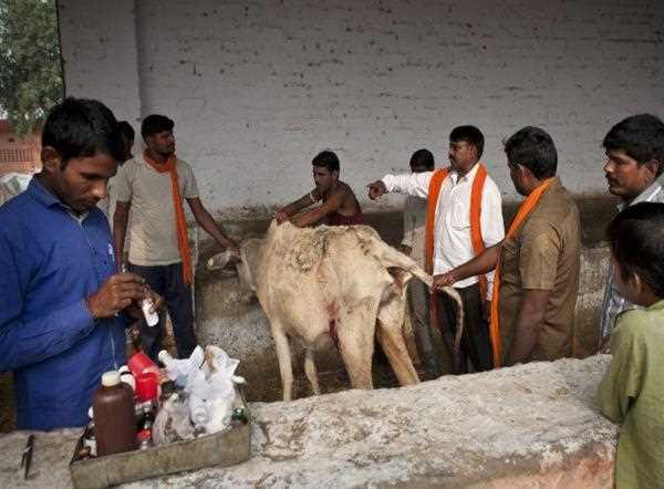 Should Gau Rakshaks in India be allowed to use swords to protect cows from slaughter?