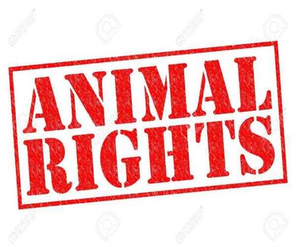 How do I campaign against animal rights?