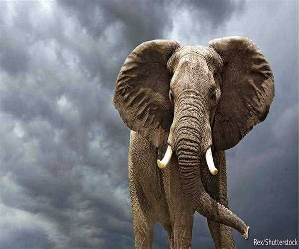 Which animal is known as the best rain detector ?