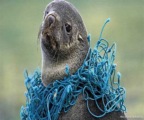what is the impact of plastics on marine life?