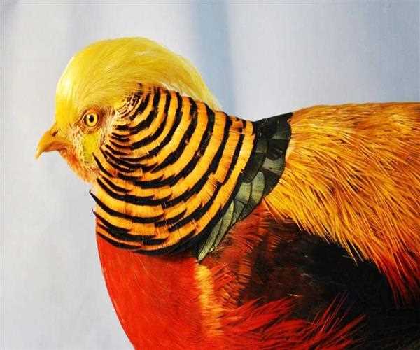Why was India called the Golden Bird?
