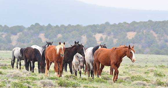 What influence did the horses have on culture and history in the US?