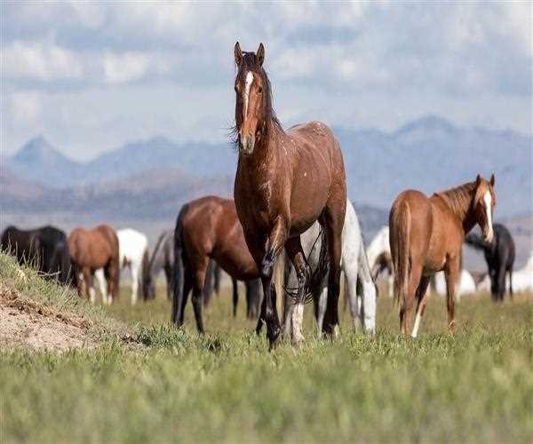 What influence did the horses have on culture and history in the US?