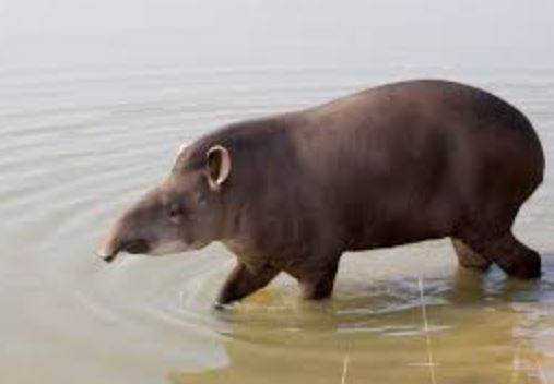  Define What Peculiar Characteristic Do The Hippopotamus And Tapir Share ?