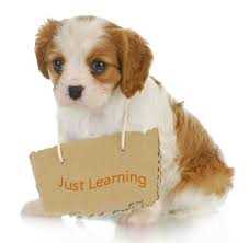 Is there a difference between puppy training and obedience training?