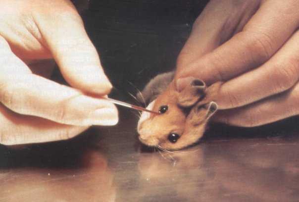 Why do some people consider that testing on animals is wrong?