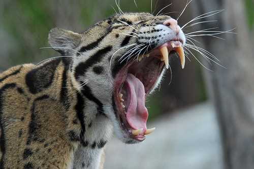 Which big cat species has the longest canine teeth as compared to body size?