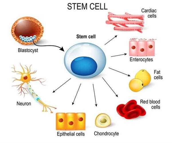 What is Stem Cell ?