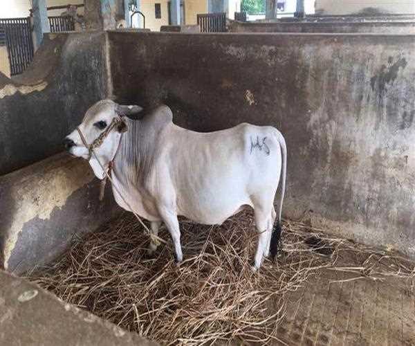 India’s first IVF calf of which dwarf cattle breed was born recently in Maharashtra