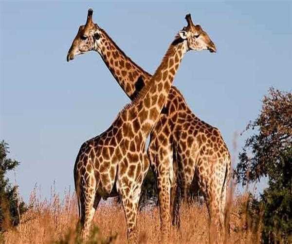 How many stomach does a giraffe have?