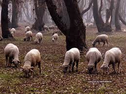 Jammu & Kashmir government has partnered with which country to transform the sheep farming sector?