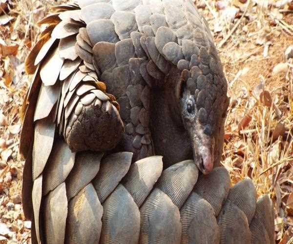 Define What Is Pangolin?