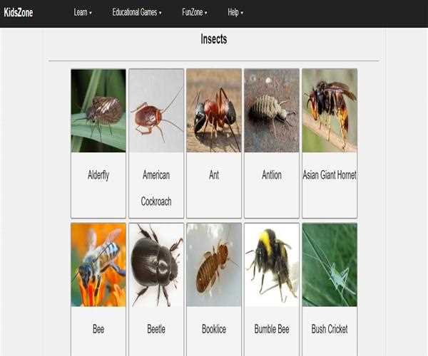 Is there any insects learning options available at KidsZone?