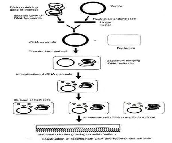 What is Recombinant DNA Technology?