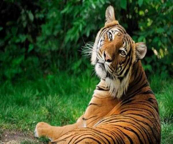 Which one is the largest in size among the subspecies of tiger?