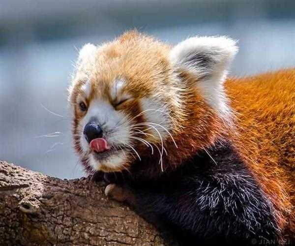 where do red pandas live?