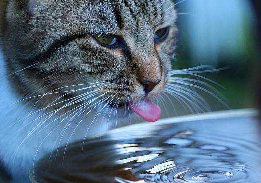 Which Cat Can Live Without Water For The Longest Time?