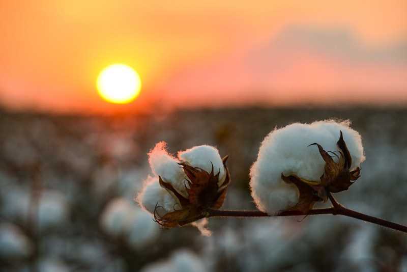Where was the Cotton for textile was first cultivated?