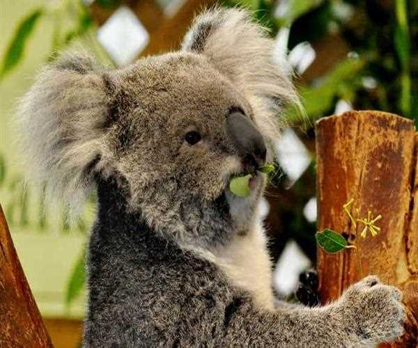 Which animal exclusively eat only eucalyptus leave and nothing else?