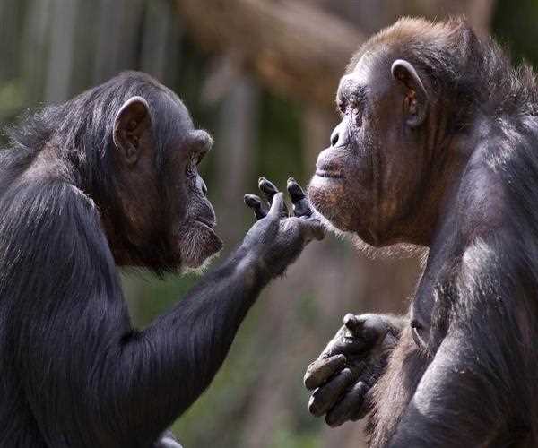 Explain How Do Mammals Communicate?
