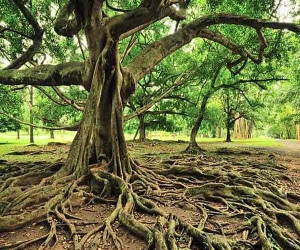 What is the national tree of india?