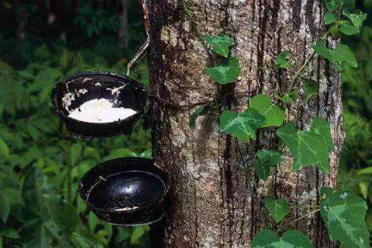  Which Indian states is the largest producer of natural rubber? 