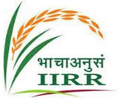 Where is the headquarters of the Indian Institute of Rice Research (IIRR)?
