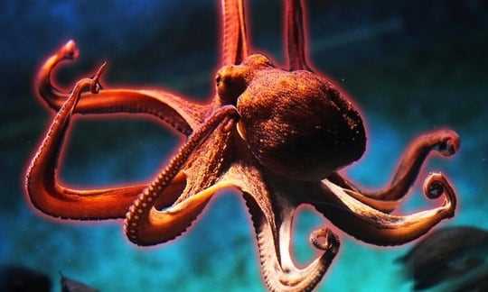 How many heart does an octopus have?