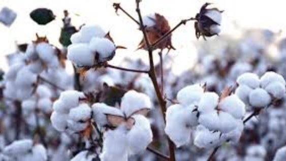 Which is the largest cotton growing State in India?
