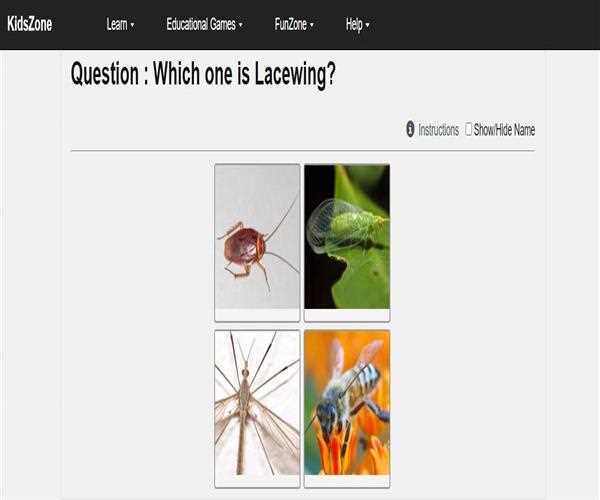 Is there any Insects Education system at KidsZone?