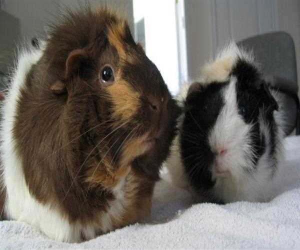 Define What Is A Guinea Pig?