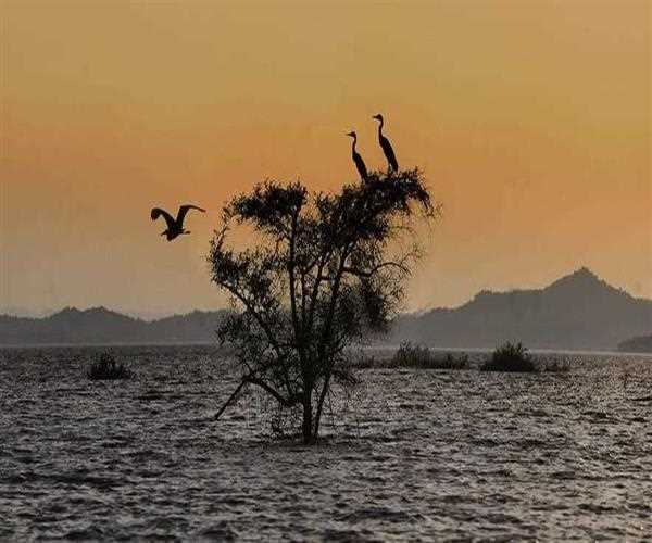 The Satpura National Park (SNP) is located in which district of Madhya Pradesh?