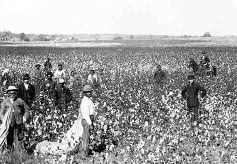 What was the most important crop in America by 1860?