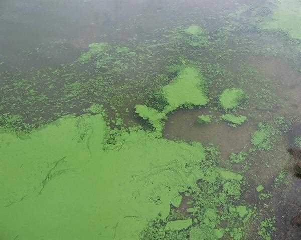 What are cyanobacteria and where it is found?