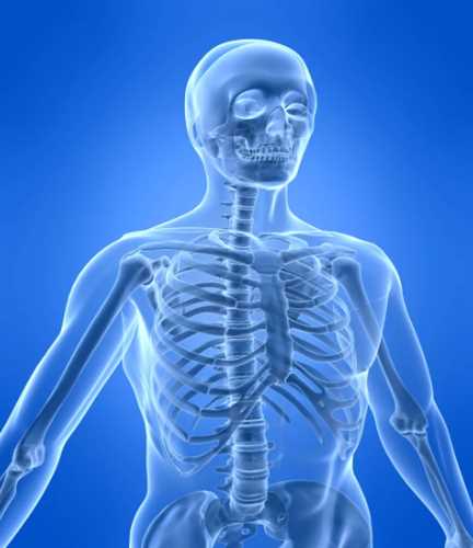 What is the longest bone in the body?