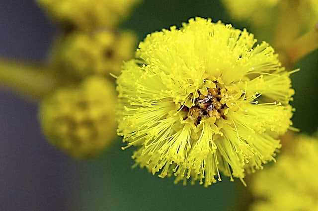 What is the national tree of Australia?