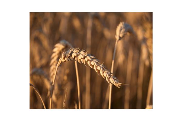 What impact has the Russia-Ukraine conflict had on global food and energy security?