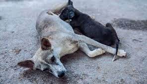 Compare Street Dog and Domestic Dog. 