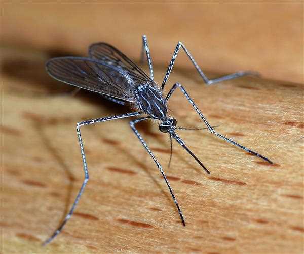 What are the most dangerous mosquitoes for humans?