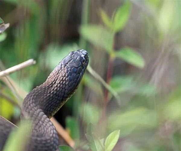 which animal can change its gender?