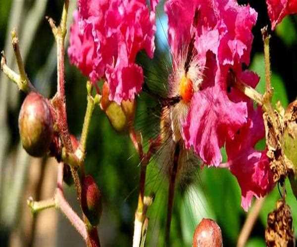  Does Spanish Moss Harm Crape Myrtle Trees?