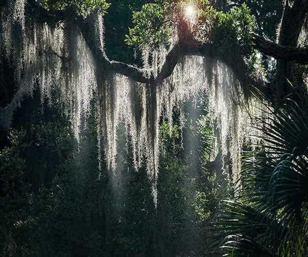  Does Spanish Moss Harm Crape Myrtle Trees?