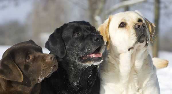 Is it normal for a black lab puppy to have some white on it?