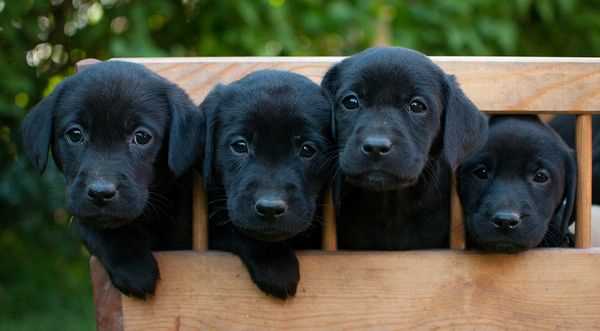 Is it normal for a black lab puppy to have some white on it?