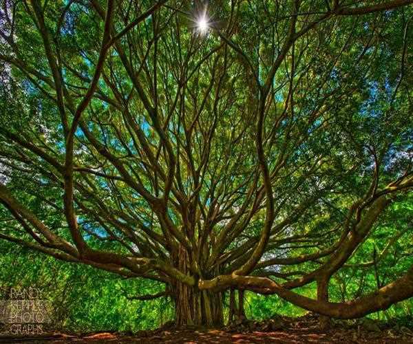 Why should we not sleep under a peepal tree at night?