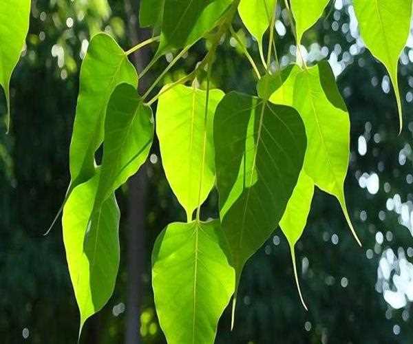 Why should we not sleep under a peepal tree at night?