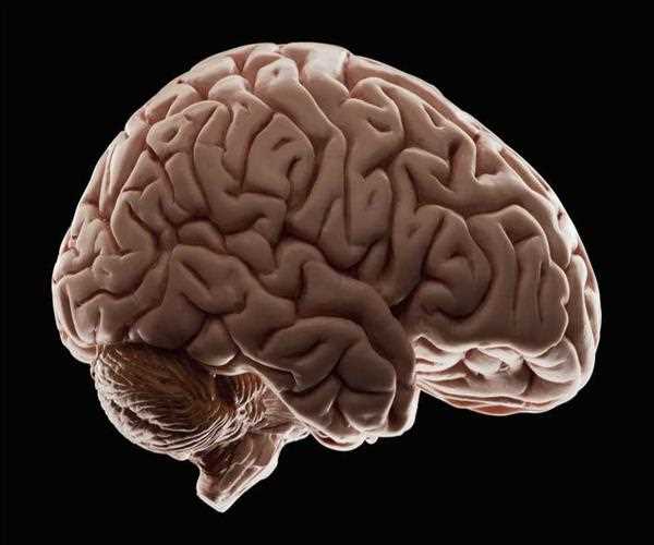 How Much Percent of Brain We Use?