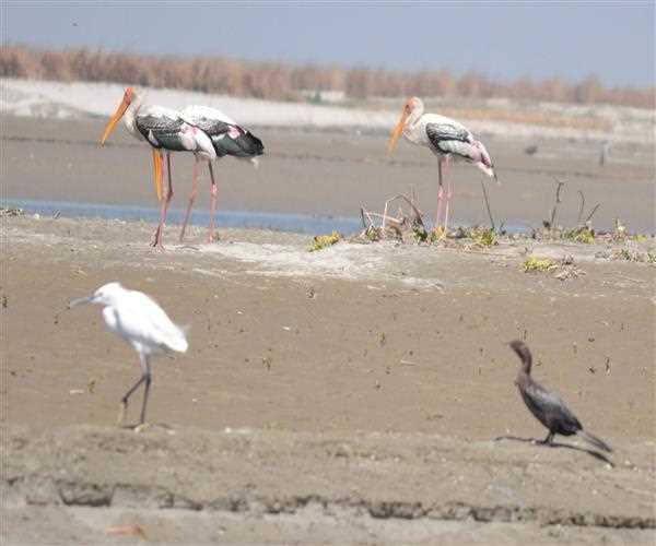 Which Wetland was most recently recognized as India’s 47th Ramsar site?