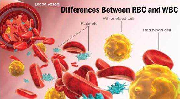 What are red blood cells and white blood cells ?